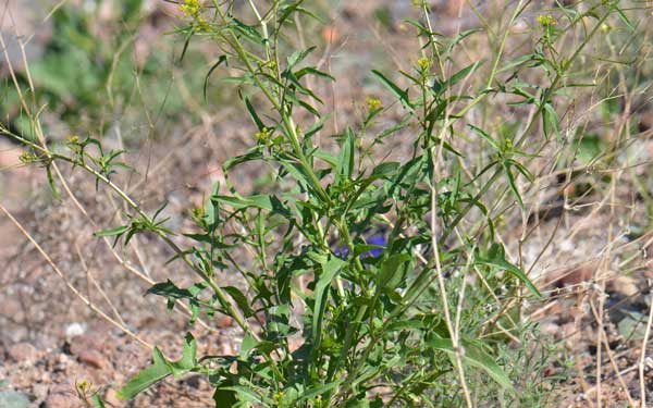 Sisymbrium irio, London Rocket, Southwest Desert Flora